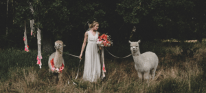 Braut mit Alpakas Hochzeitstrend